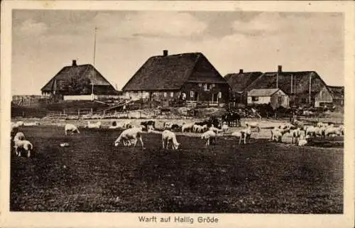 Ak Hallig Gröde in Nordfriesland, Warft, Schafe