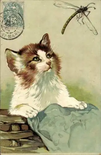 Ak Kätzchen beobachtet eine Libelle