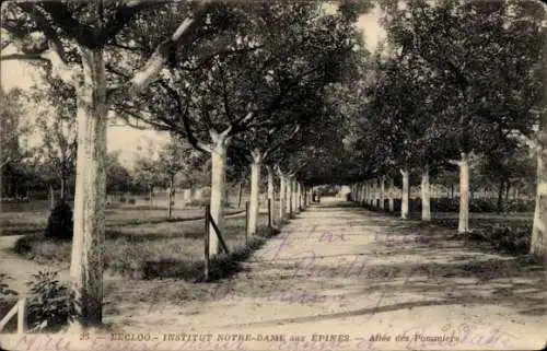 Ak Eecloo Eeklo Ostflandern, Institut Notre-Dame aux Epines, Allee des Pommiers