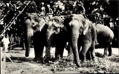 Ak Sri Lanka Ceylon, Wild Elephants just captured, Elefantenführer auf Elefanten