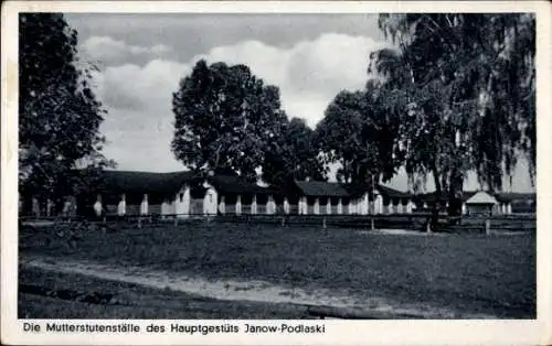 Ak Janów Podlaski Polen, Mutterstutenställe des Hauptgestüts