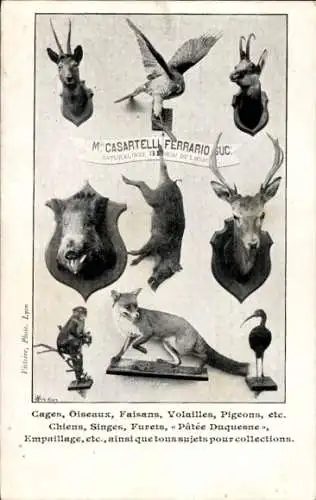 Ak Rhône, Casartell Ferrario Suc., Naturaliste, Tierpräparator, Reklame