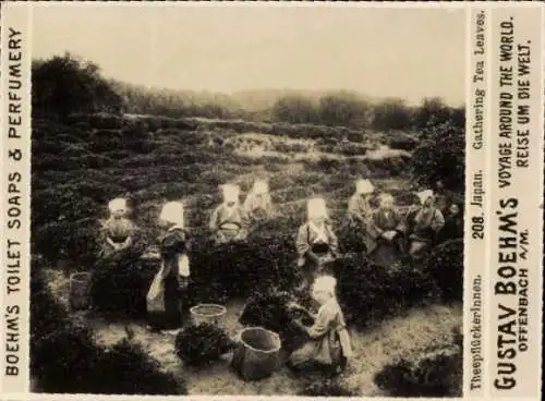 Foto Japan, Teepflückerinnen, Reklame, Gustav Boehm's Reise um die Welt, Boehm's Toilettenseifen