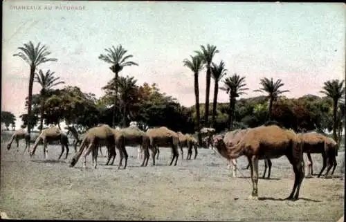 Ak Ägypten, Chameaux au Paturage
