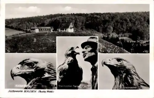 Ak Berlebeck Detmold im Teutoburger Wald; Adlerwarte, Panorama, Kaiseradler, Steinadler