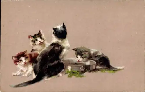 Ak Katzen am Fressnapf