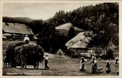 Ak Heuernte im Schwarzwald, Bauern, Fuhrwerk