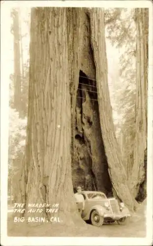 Ak Kalifornien USA, Big Basin, der Wärter im Autobaum