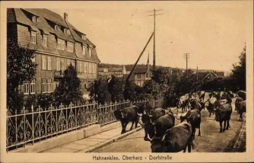 Ak Hahnenklee Bockswiese Goslar im Harz, Dorfstraße, Rinderherde