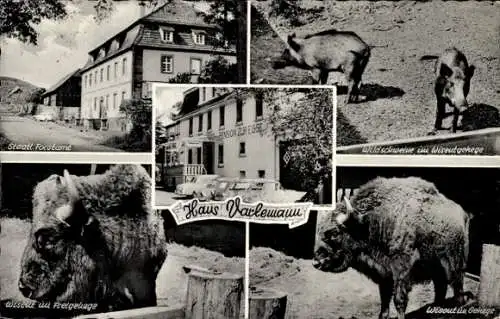 Ak Hardehausen Warburg in Westfalen, Pension H. Varlemann, Forstmat, Wildschweine, Wisent