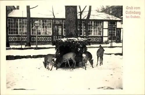 Ak Collmberg Collm Wermsdorf Sachsen, Wildfütterung, Winter, Rehe