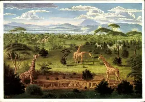 Künstler Ak Peiner, Werner, Afrikanische Wildsteppe, Giraffen