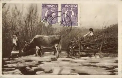 Foto Ak Rumänien, Fuhrwerk, Kuh, Frauen, Holz-Transport