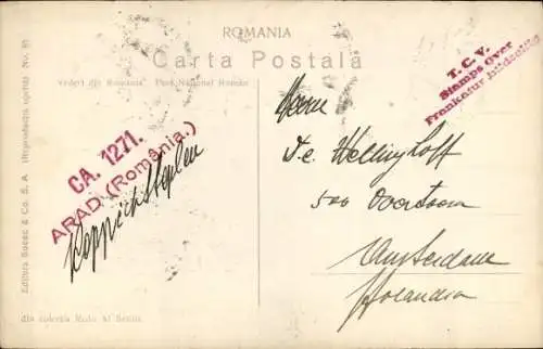 Foto Ak Rumänien, Fuhrwerk, Kuh, Frauen, Holz-Transport