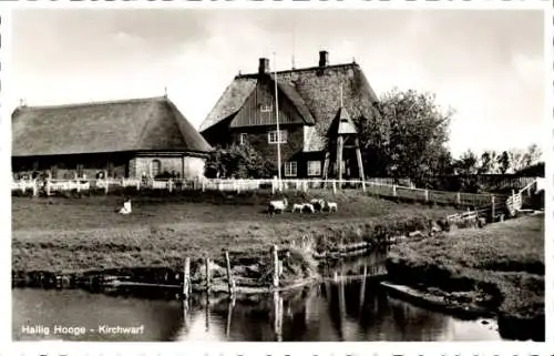 Ak Hallig Hooge in Nordfriesland, Kirchwarf, Schafe am Wasser