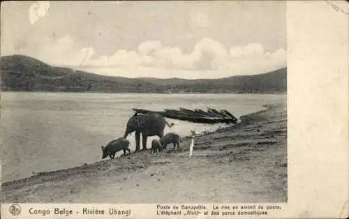 Ak Congo Belge DR Kongo Zaire, Riviere Ubangi, Poste de Banzyville, Elefant, Schweine