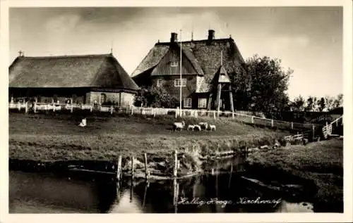 Ak Hallig Hooge in Nordfriesland, Kirchwarf, Schafe am Wasser