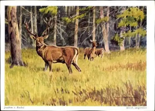 Künstler Ak von Roebel, Joachim, Hirsche, Waldpartie