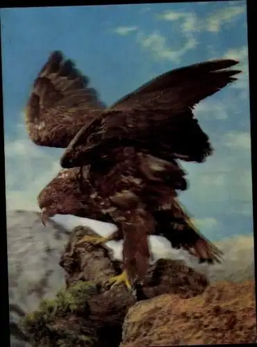 3 D Ak Adler auf Felsen