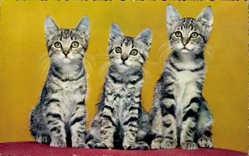 Ak Drei getigerte Katzen, Kätzchen, Tierportrait