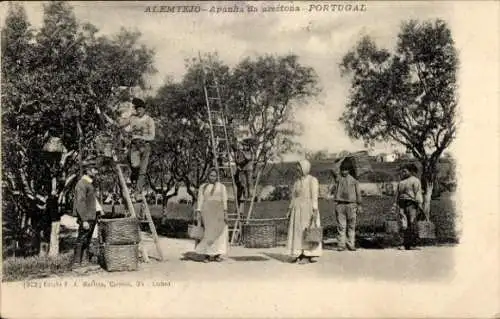 Ak Alemtejo Portugal, Bauern, Ernte, Landwirtschaft