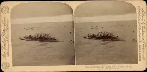 Stereo Foto Lockung wilder Enten, Näherkommen eines Entenzuges