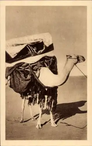 Ak Algerien, Frau auf Kamel reitend, Transport, Maghreb