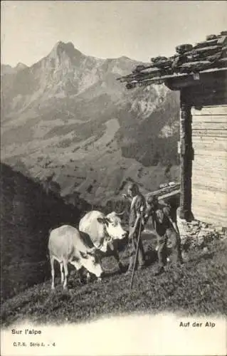 Ak Berge, Auf der Alp, Kühe