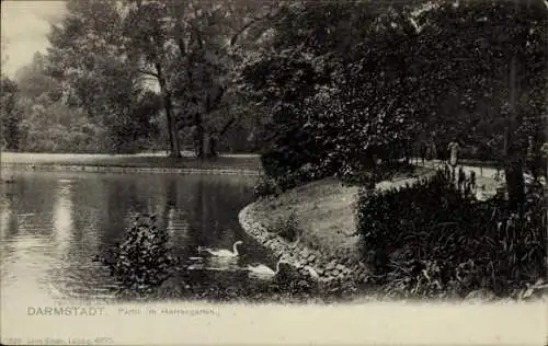 Ak Darmstadt in Hessen, Herrengarten, Schwäne