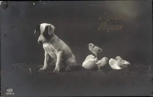 Ak Glückwunsch Ostern, Hund, Küken, Eierschalen
