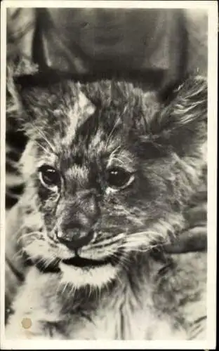 Ak Junger Löwe, Tierporträt, Jungtier