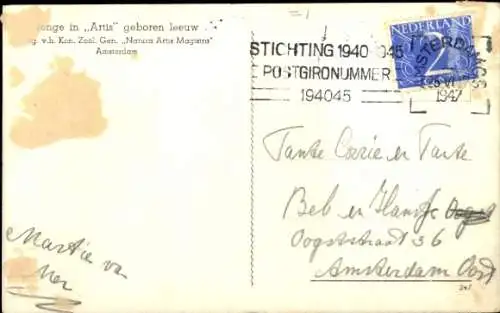 Ak Junger Löwe, Tierporträt, Jungtier