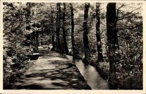 Ak Oberschlema Bad Schlema im Erzgebirge, Am Floßgraben, Waldweg