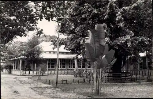 Foto Paramaribo Surinam, Krankenhaus, Palme