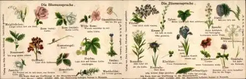 Klapp Ak Die Blumensprache, Rose, Flieder, Distel, Grashalm, Kümmel, Goldlack, Hopfen