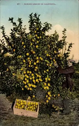 Ak Kalifornien USA, Zitronen pflücken