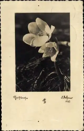 Ak Blühende weiße Blumen