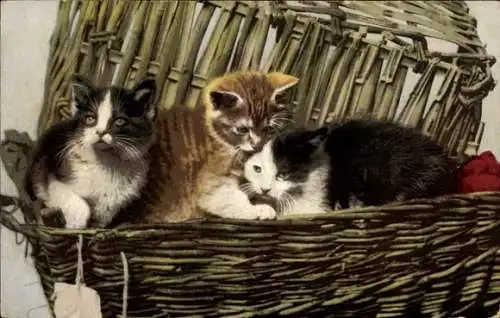 Ak Drei junge Katzen im Korb, Kätzchen