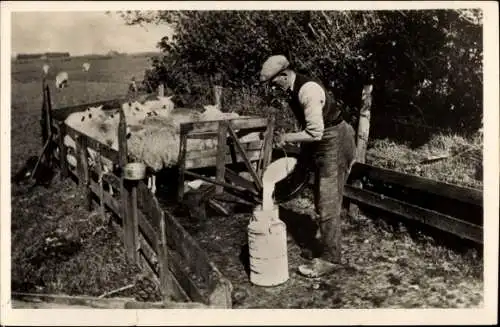 Ak Texel Nordholland, Schapen melken, Schafe, Schäfer, Gatter, Milchkanne