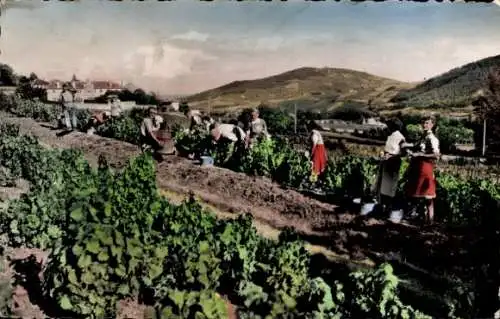 Ak Corcelles en Beaujolais Rhône, Weinlese