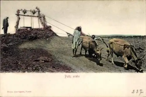 Ak Maghreb, Araber beim Wasserschöpfen, Brunnen, Kühe