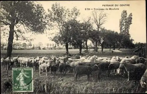 AK Zentrallandschaft, Schafherde, Schafherde auf der Weide
