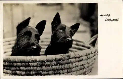 Ak Glückwunsch Geburtstag, Zwei schwarze Terrier in einem Korb, Hunde