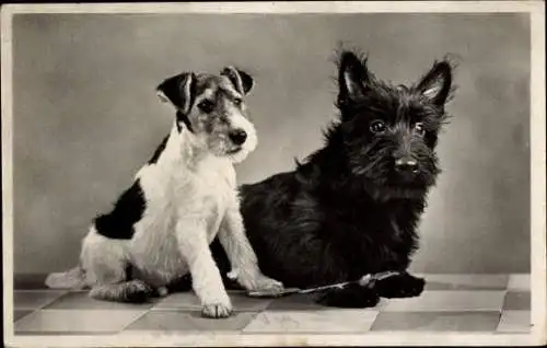 Ak Hundeportrait, zwei Terrier