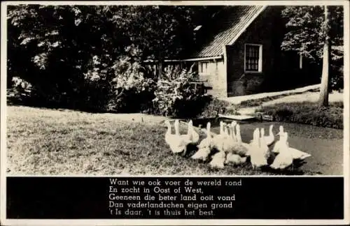 Ak Gänse auf der Wiese vor einem Haus