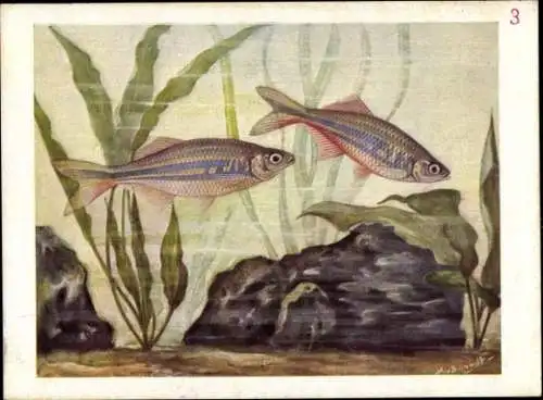 Künstler Ak Boordt, M., Danio malabaricus, Malabarbärbling, Fische