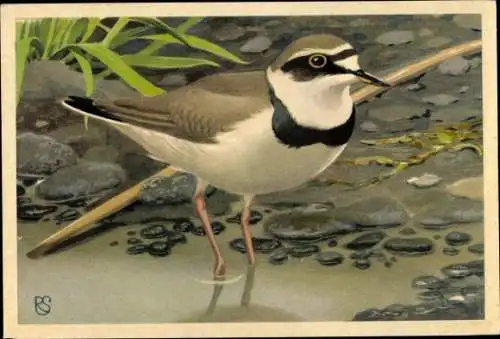 Künstler Ak Charadrius dubius, Flussregenpfeifer