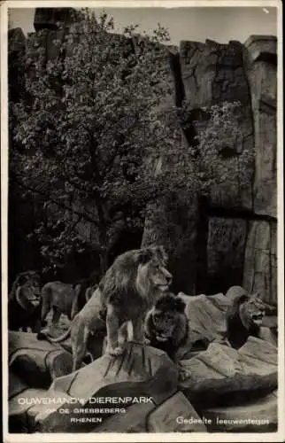 Ak Rhenen Utrecht, Grebbeberg, Ouwehand's Tierpark, Löwen