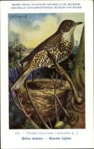 Künstler Ak Dupond, Hub., Turdus viscivorus, Misteldrossel, Nr. 181