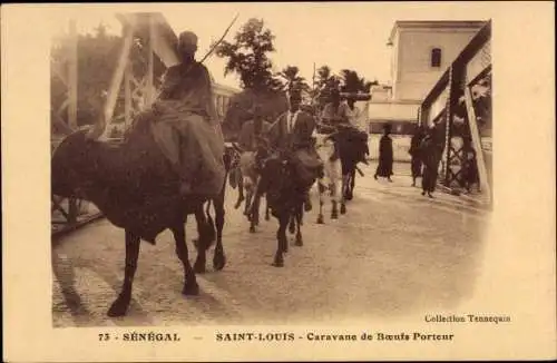 Ak Saint Louis Senegal Senegal, Karawane der Trägerochsen